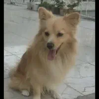 سگ پامرین روباهی