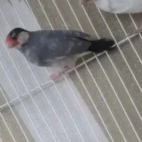 فنچ نرگسی