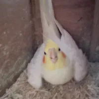 یک جفت عروس هلندی