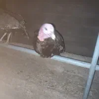 بوقلمون نر