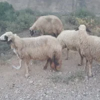 میش داشتی