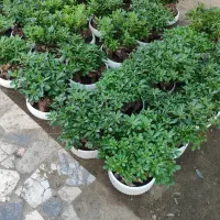 گل بونسای میخک همکاری عمده بنسای میخک