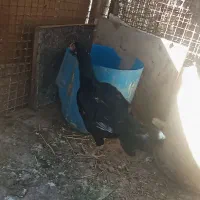 مرغ کرچ لاری