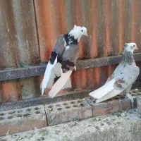 کبوتر.سرور.هما