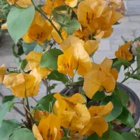 کاغذی ۵ساله ریشه پر. رز . یاس