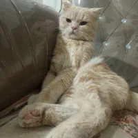 گربه نر جهت جفتی با ماده