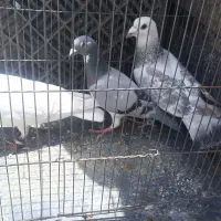کفتر