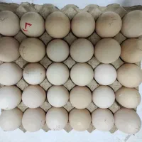 تخم مرغ دو زرده