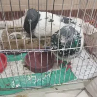 یک جفت تهرانی با جوجه