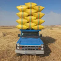 کاه|لوازم جانبی حیوانات|چهاردانگه (آذربایجان), |دیوار