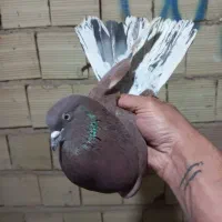کبوتر