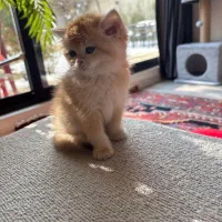 گربه بیریتیش کد NY12