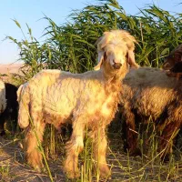 بره تخمی