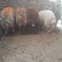 بره افشاری