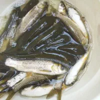 بچه ماهی