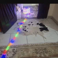 ریسه شلنگی هفت رنگ  LED