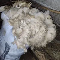 پشم گوسفند اجیرلو