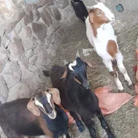 چهار بزغاله   سالم  میش بز