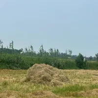 کاه سرجینا با قیمت مناسب