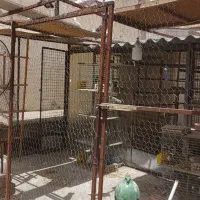 گنجه و خونه تور کبوتر