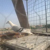 دوتا کبوتر گرفتنی ماده