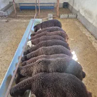 بر نره