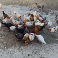 خروس|حیوانات مزرعه|چرداول, |دیوار