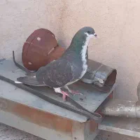 نرزره ای دمگیر.کبوتر