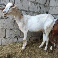 کهر تخمه جمولی اوس سر مایه