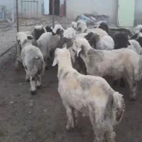 بره نر پرواری