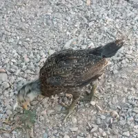 جوجه پنجاه روزه