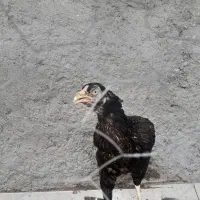 مرغ