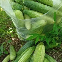 خیار درختی کیلوی80