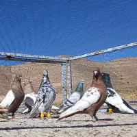 فروش کفتر
