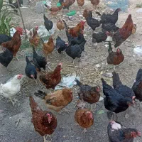 مرغ تخمگذار خروس