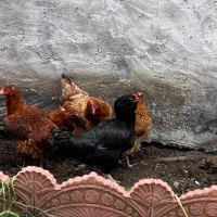 مرغ محلی تخم گذار دورگه