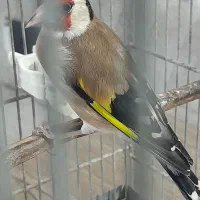 سهره نر داغسر