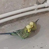 یک جفت مرغ عشق انگلیسی بالغ
