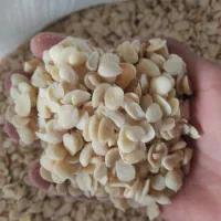 تنده زردالو