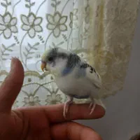 مرغ عشق