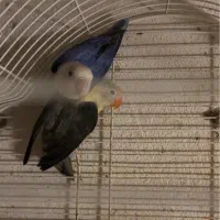 فروش طوطی برزیلی