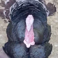 بوقلمون گوشی