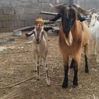 پازن جوان مخصوص گله و داشت