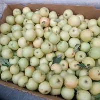 سیب گلاب عالی
