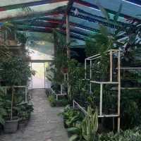 فروشنده گل و گیاه اپارتمانی