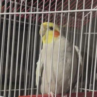 عروس هلندی گم شده مژدگانی