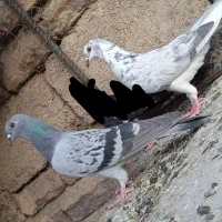 کفتر
