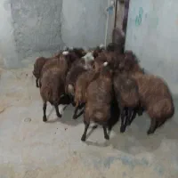 بره نر