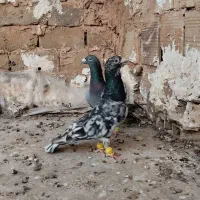 کبوتر ضربه