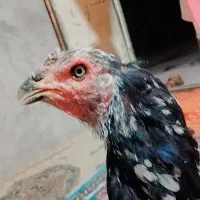 ماده مرغ افغانی
